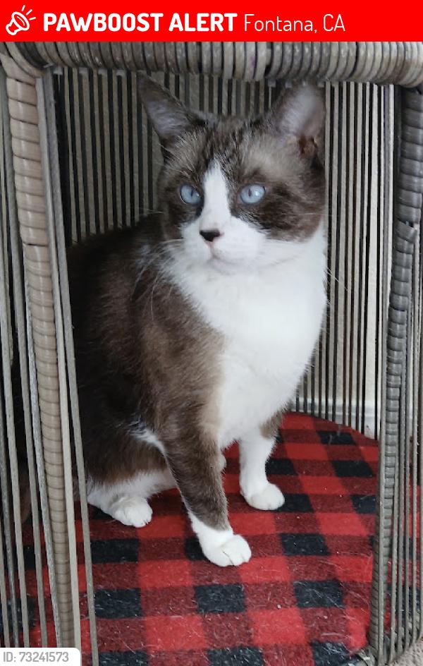 Lost Female Cat last seen Fontana, Fontana, CA 92335
