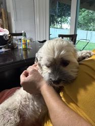 Reunited Female Dog last seen on exit 6 & hodge rd, Knightdale, NC 27610