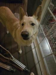 Found/Stray Female Dog last seen England Blvd and Connery, Missoula, MT 59808