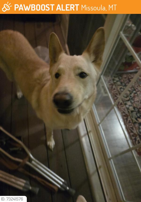 Found/Stray Female Dog last seen England Blvd and Connery, Missoula, MT 59808