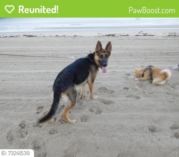 Reunited Female Dog last seen Ran out of the gate on pine ave. Towards 20th st, Long Beach, CA 90806