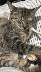 Lost Male Cat last seen Prado supermercados estreito, Estreito, SC 88075-170