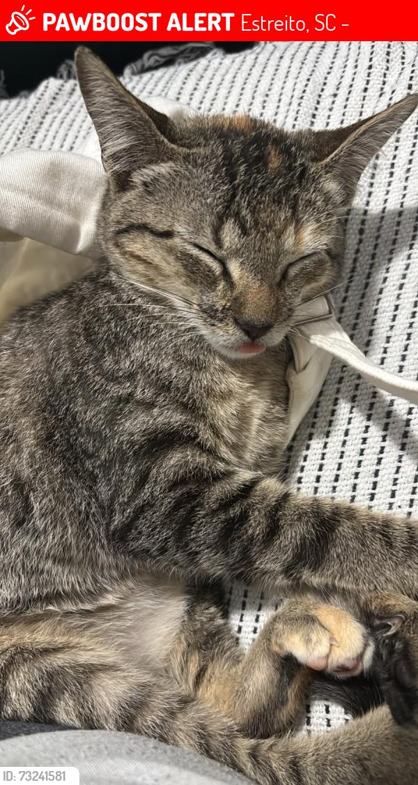 Lost Male Cat last seen Prado supermercados estreito, Estreito, SC 88075-170