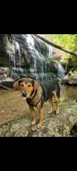 Reunited Female Dog last seen Little Pine Road Marshall, Marshall, NC 28753