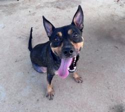 Shelter Stray Male Dog last seen CHARLOTTE, 8315 Byrum Dr, Charlotte, NC 28217, USA