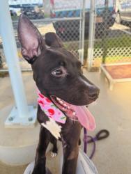 Shelter Stray Female Dog last seen CHARLOTTE, 8315 Byrum Dr, Charlotte, NC 28217, USA