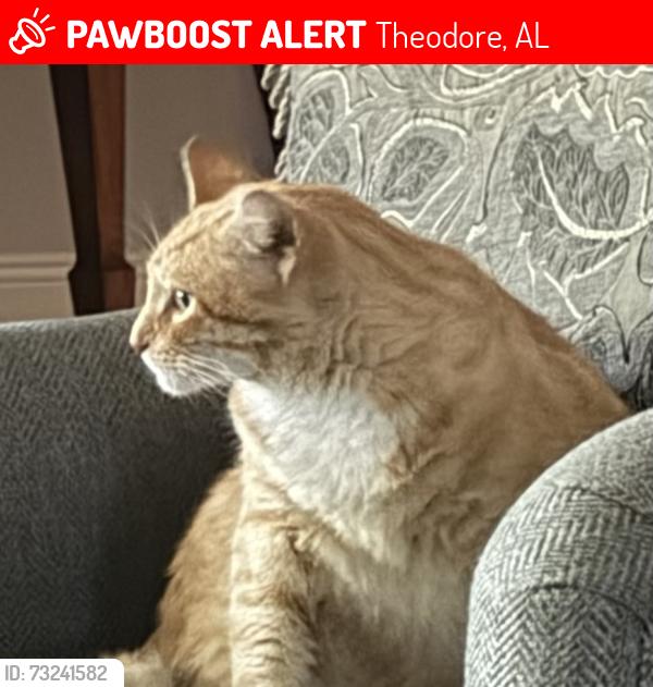 Lost Male Cat last seen Thomas and Fowl River Road, Theodore, AL 36582