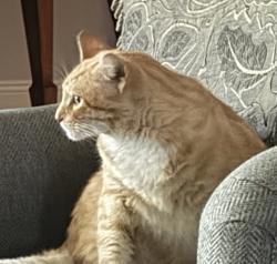 Lost Male Cat last seen Thomas and Fowl River Road, Theodore, AL 36582