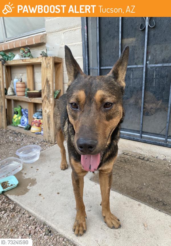 Found/Stray Male Dog last seen E Presidio Rd and N Palo Verde Blvd, Tucson, AZ 85716