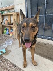 Found/Stray Male Dog last seen E Presidio Rd and N Palo Verde Blvd, Tucson, AZ 85716