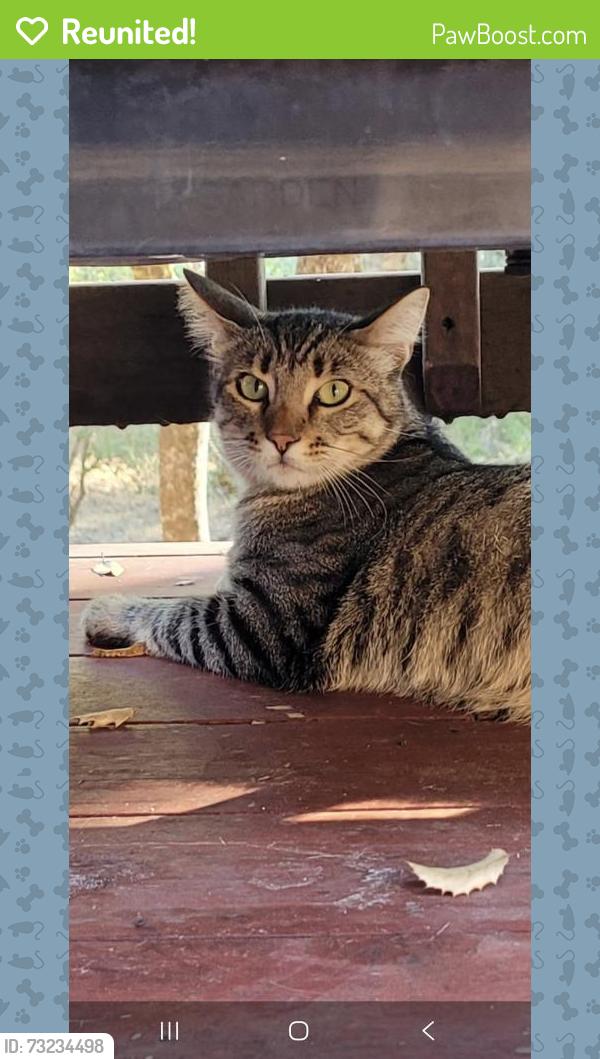 Reunited Male Cat last seen Ranch view dr and split rail ct, Rocklin, CA 95765