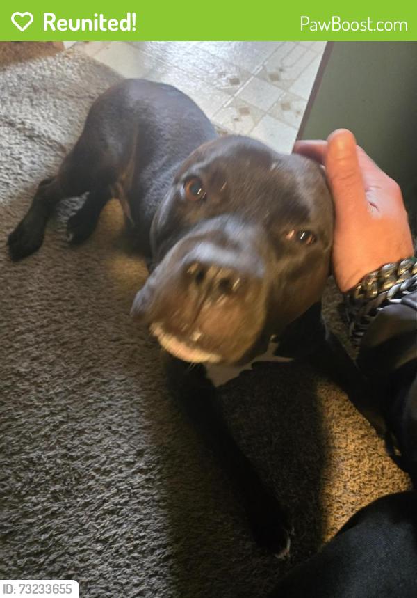 Reunited Male Dog last seen 10 mile rd eastpointe mi 48021 near Roseville mi and frazho, Eastpointe, MI 48021
