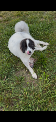 Reunited Female Dog last seen Ramseur Julian, Liberty, NC 27298