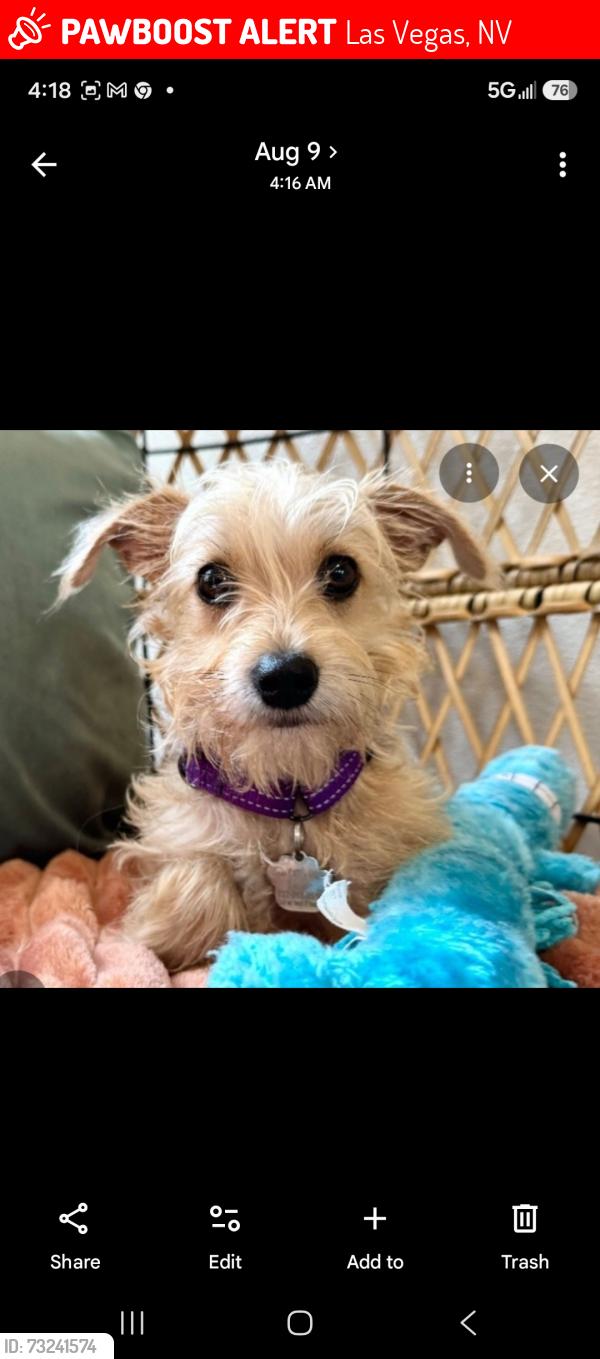 Lost Female Dog last seen Henderson Animal foundation website, Las Vegas, NV 89101