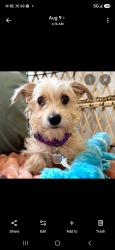 Lost Female Dog last seen Henderson Animal foundation website, Las Vegas, NV 89101