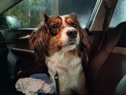 Found/Stray Female Dog last seen S h James h McGee blvd, Dayton, OH 45427