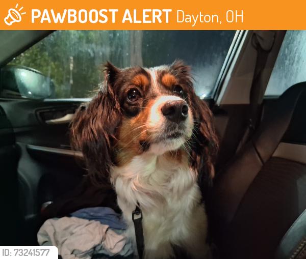 Found/Stray Female Dog last seen S h James h McGee blvd, Dayton, OH 45427