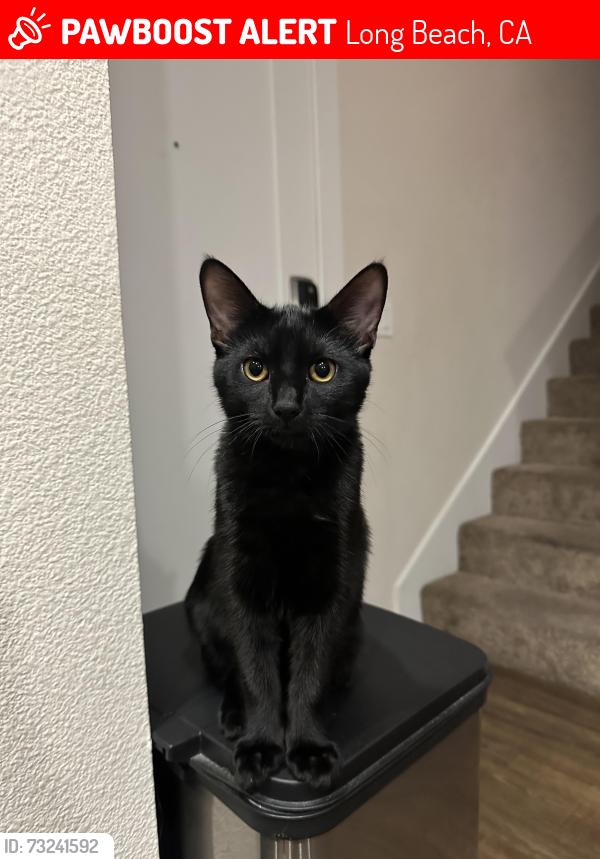 Lost Female Cat last seen 1st and Ornage, Long Beach, CA 90802