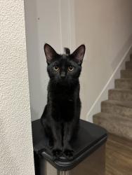 Lost Female Cat last seen 1st and Ornage, Long Beach, CA 90802