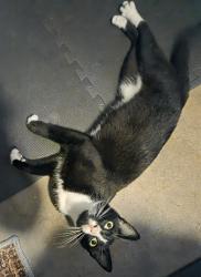 Found/Stray Male Cat last seen County Line Rd, Spring Hill, FL 34606