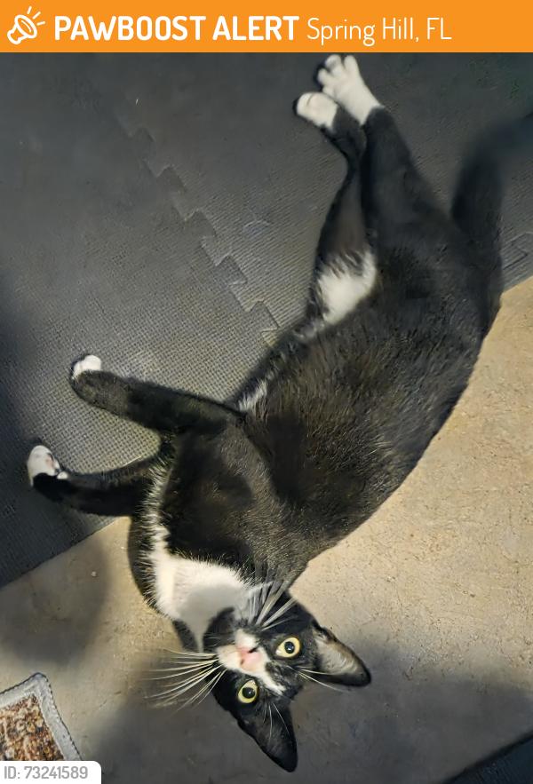 Found/Stray Male Cat last seen County Line Rd, Spring Hill, FL 34606