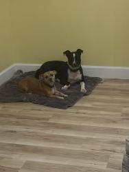 Found/Stray Male Dog last seen Martin Luther King Blvd, Fort Myers, FL 33905