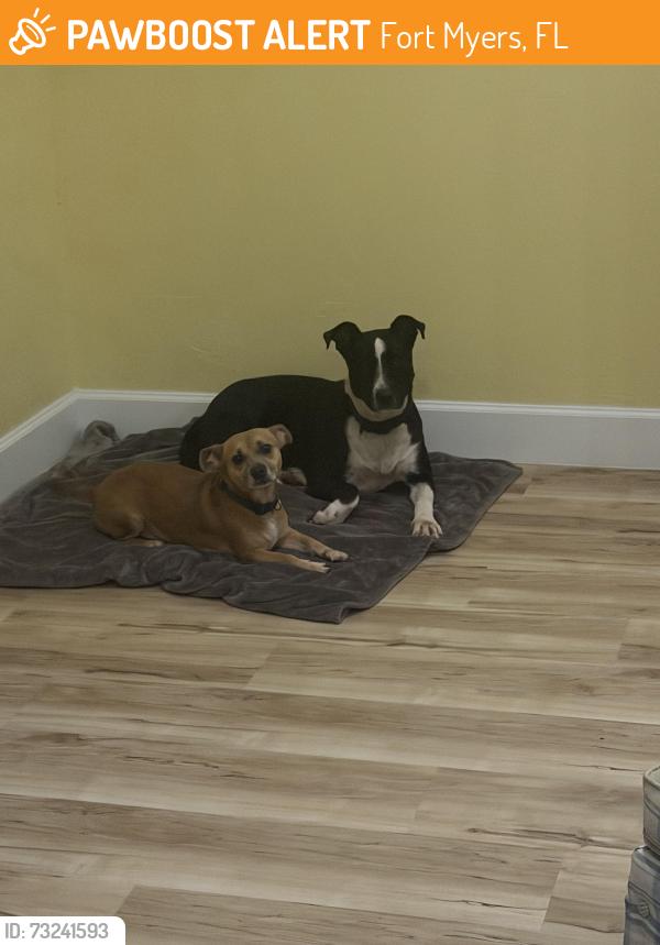 Found/Stray Male Dog last seen Martin Luther King Blvd, Fort Myers, FL 33905