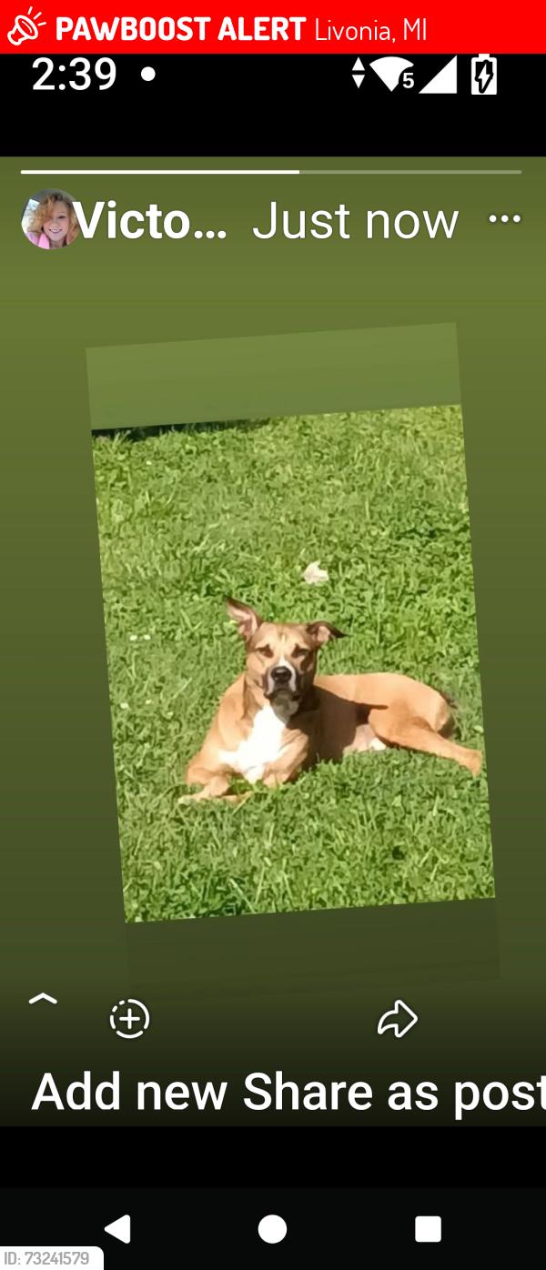 Lost Male Dog last seen Louisville Animal shelter, Livonia, MI 48154