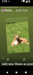 Lost Male Dog last seen Louisville Animal shelter, Livonia, MI 48154