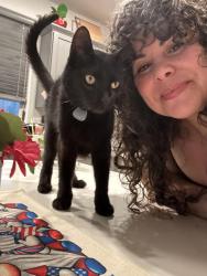 Reunited Female Cat last seen Fiddyment and Vista Grande, Roseville, CA 95747