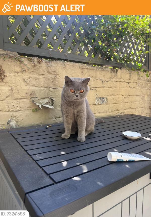 Found/Stray Unknown Cat last seen Parthenia riad, Greater London, England 