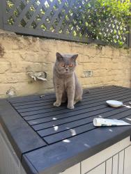 Found/Stray Unknown Cat last seen Parthenia riad, Greater London, England 