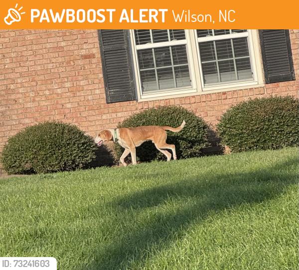 Found/Stray Male Dog last seen Ward blvd/vineyard dr n in front of Cameron apmt complex, Wilson, NC 27893