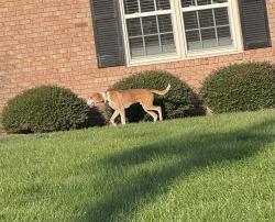 Found/Stray Male Dog last seen Ward blvd/vineyard dr n in front of Cameron apmt complex, Wilson, NC 27893