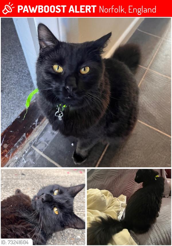 Lost Male Cat last seen Cottinghams drive, Norfolk, England 