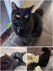 Lost Male Cat last seen Cottinghams drive, Norfolk, England 