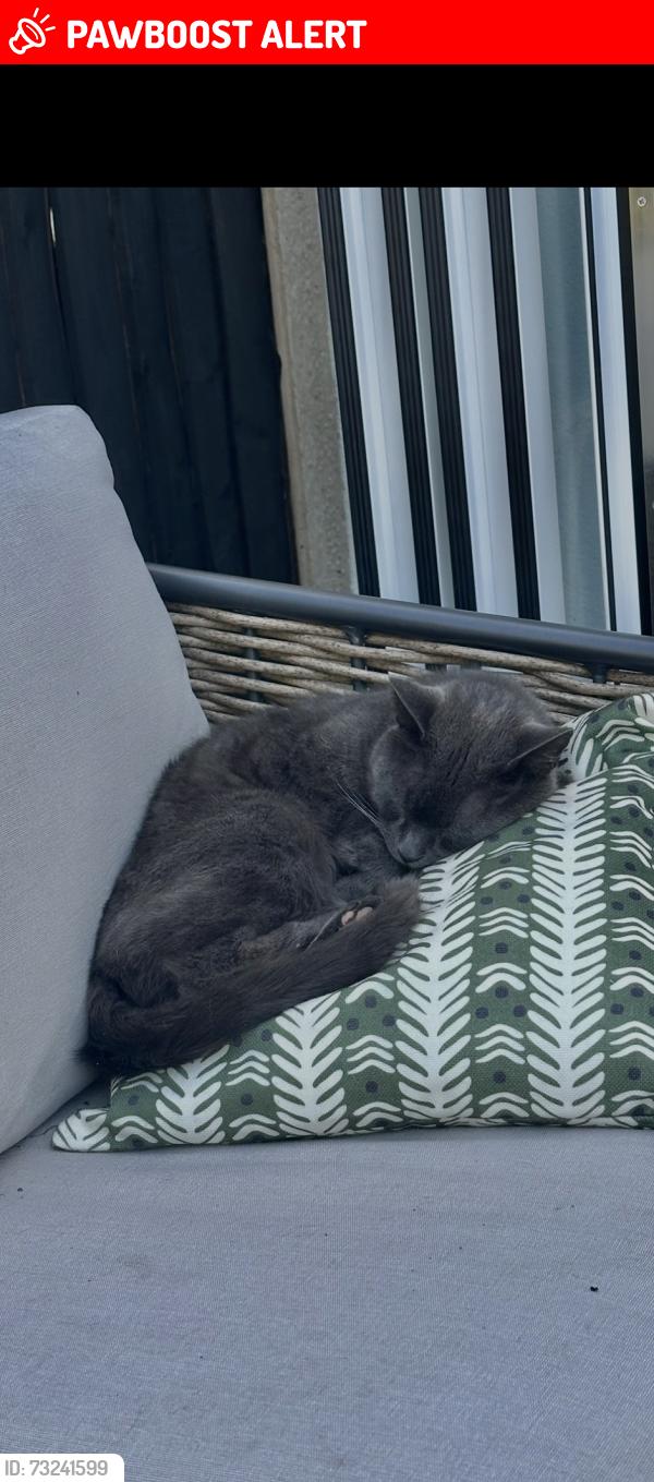 Lost Male Cat last seen Highview street/ Bridgwater crescent, West Midlands, England DY2