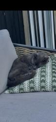 Lost Male Cat last seen Highview street/ Bridgwater crescent, West Midlands, England DY2