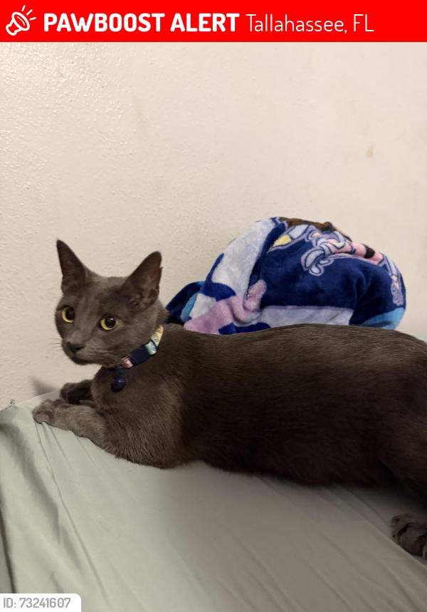 Lost Female Cat last seen Apalachee, Tallahassee, FL 32311