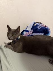 Lost Female Cat last seen Apalachee, Tallahassee, FL 32311