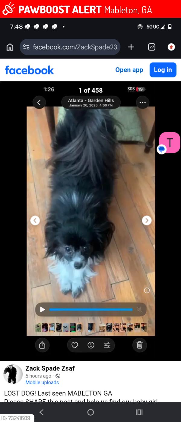 Lost Female Dog last seen Near dale dr mableton ga, Mableton, GA 30126