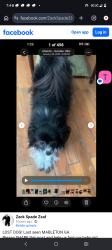 Lost Female Dog last seen Near dale dr mableton ga, Mableton, GA 30126