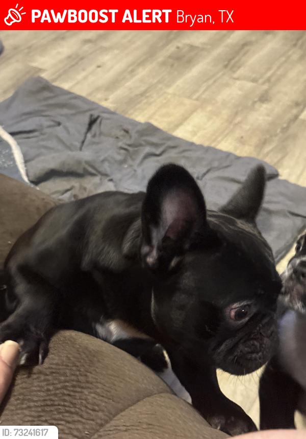 Lost Male Dog last seen North Bryan Camillo Property, Bryan, TX 77803