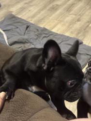 Lost Male Dog last seen North Bryan Camillo Property, Bryan, TX 77803