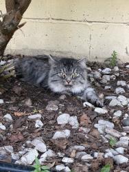 Found/Stray Male Cat last seen 61st and Thomas Ave S, Minneapolis, MN 55410
