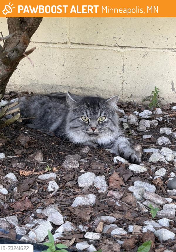 Found/Stray Male Cat last seen 61st and Thomas Ave S, Minneapolis, MN 55410