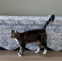 Lost Female Cat last seen Carroll and Kavenagh, Stevenson Ranch, CA 91381