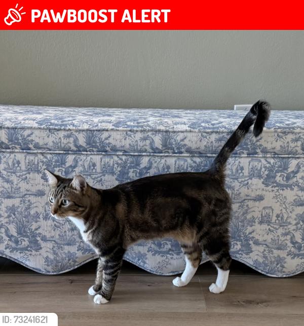 Lost Female Cat last seen Carroll and Kavenagh, Stevenson Ranch, CA 91381