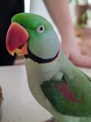 Lost Male Bird last seen Wuraga Rd Bahrs Scrub, Bahrs Scrub, QLD 4207