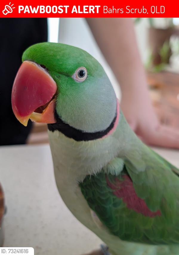 Lost Male Bird last seen Wuraga Rd Bahrs Scrub, Bahrs Scrub, QLD 4207